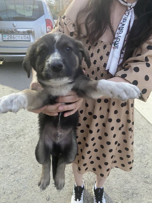 Щенята в добрые руки