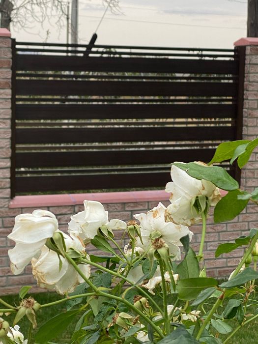 Panou de gard din Lemn Compozit