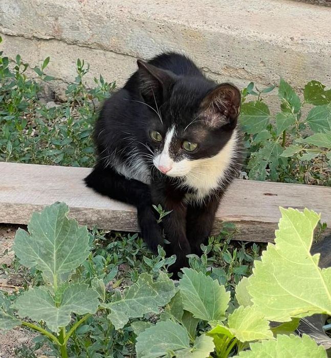 Котята от  кошки-крыселовки