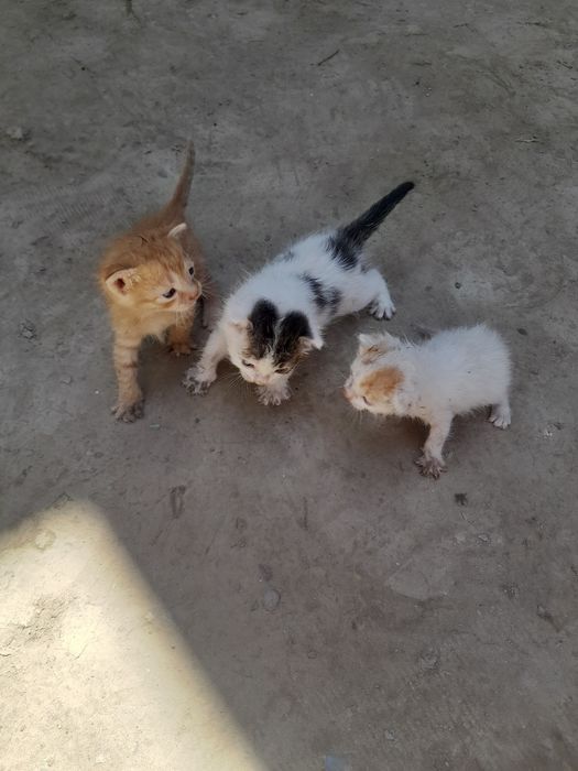 Отдам кошки бесплатно
