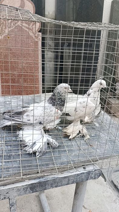 Голуби челкарь и сочиха