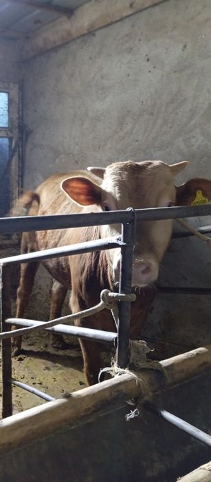 Сатылады 2 бука 1 сыир