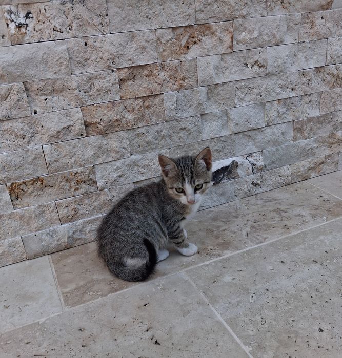 Pui de pisică, motănei de 2 luni și ceva spre adopție GRATIS, Năvodari