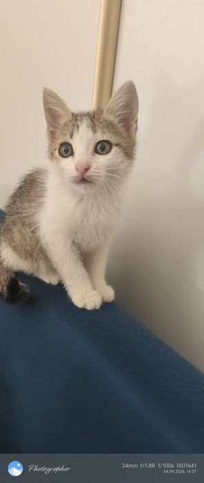 Котята возраст 2мес