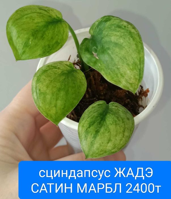 Продам комнатные цветы подходят для офиса квартиры котеджа лллллллоьло