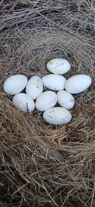 Vand oua de gasca pentru consum sau incubatie