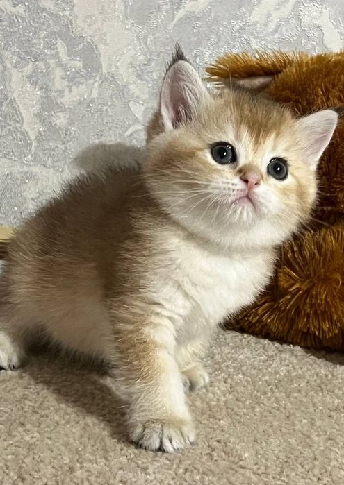 котенок Британец девочка золотая шиншилла ny11 котят