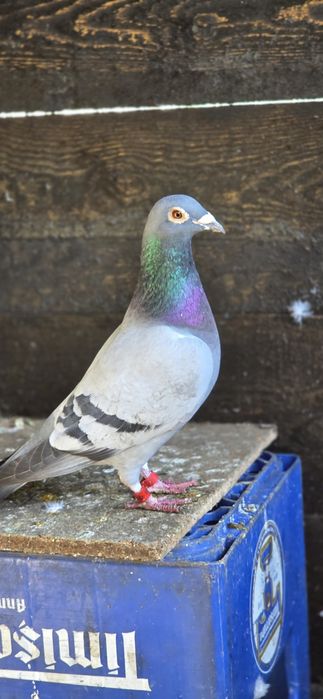 Mascul DV porumbel voiajor cu pedigree