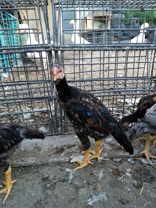 Даканы цыплята продам