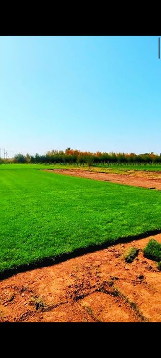 Газон рулонный и посевной.