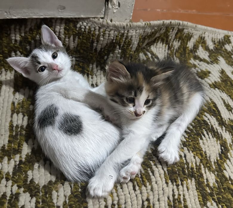 Котята в добрые руки