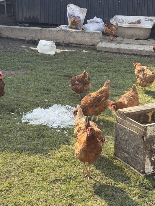 Куры обмен на петуха