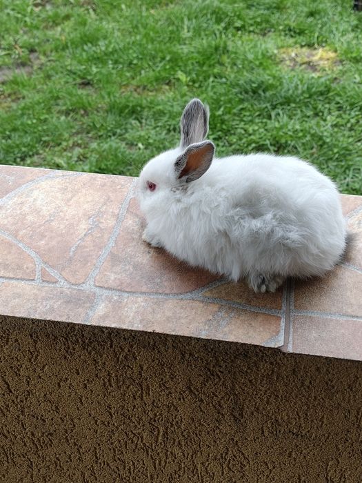 Vând iepuri californieni