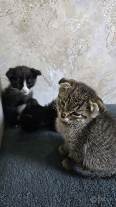 Котята  отдам в хорошые и заботливый  руки
