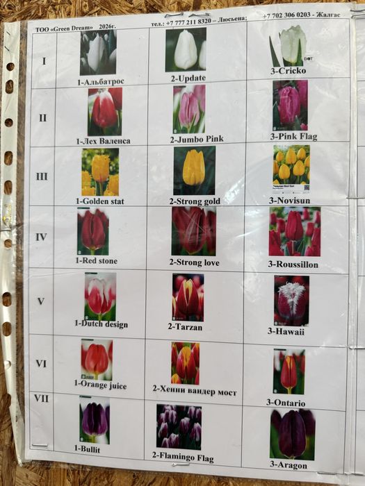 Тюльпаны на 14 февраля и 8 марта