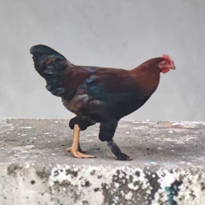 Cocoșei de prăsilă