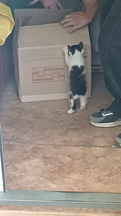 Котёнок мальчик ласковый
