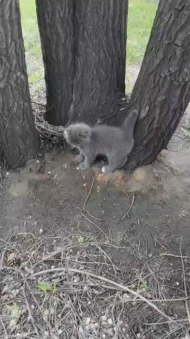 Котятам нужен дом!