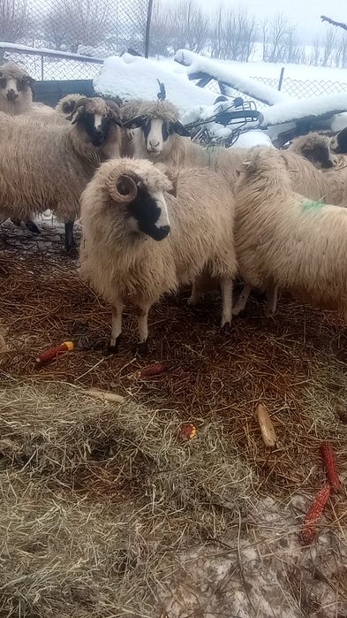 Vând /schimb berbecuț miel din primăvară