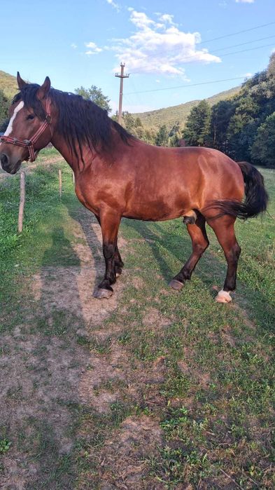 Vand cal din Dobarlau