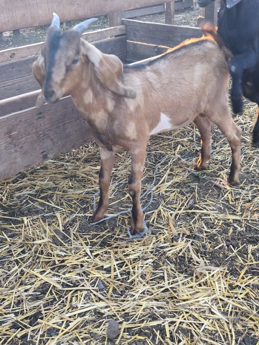 Vând țăpișor anglonubian