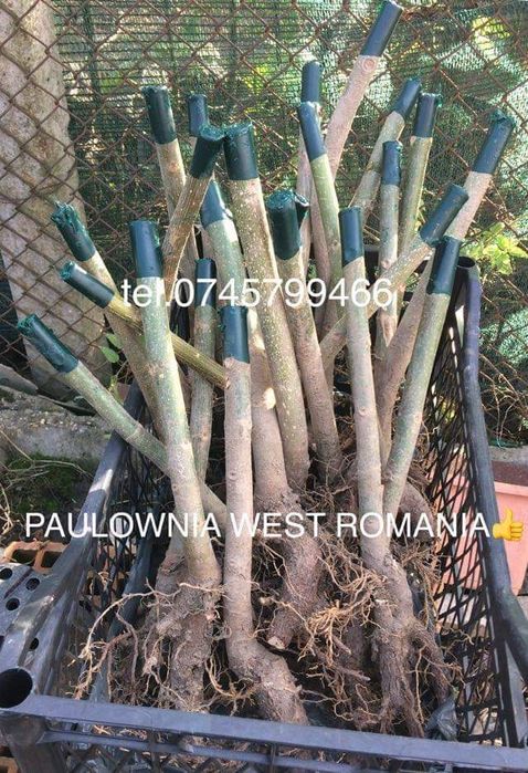 Trimitem în țară copăcei și butași Paulownia,creștere rapidă 3-5m/an