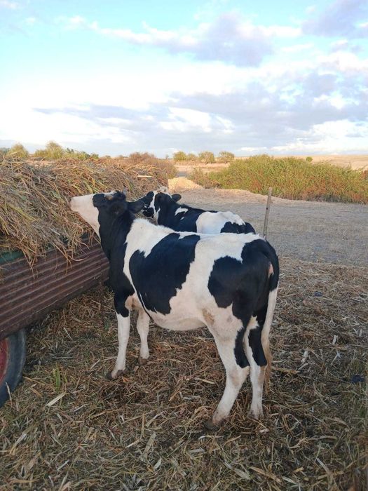 De vânzare 5 juninci holstein cu vârsta de 1 an și 8 luni 3 dintre ele montate mai multe detalii la nr de tel 0751466472 Călacea Bihor