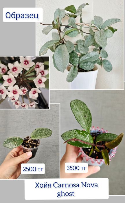 Хойя комнатные цветы