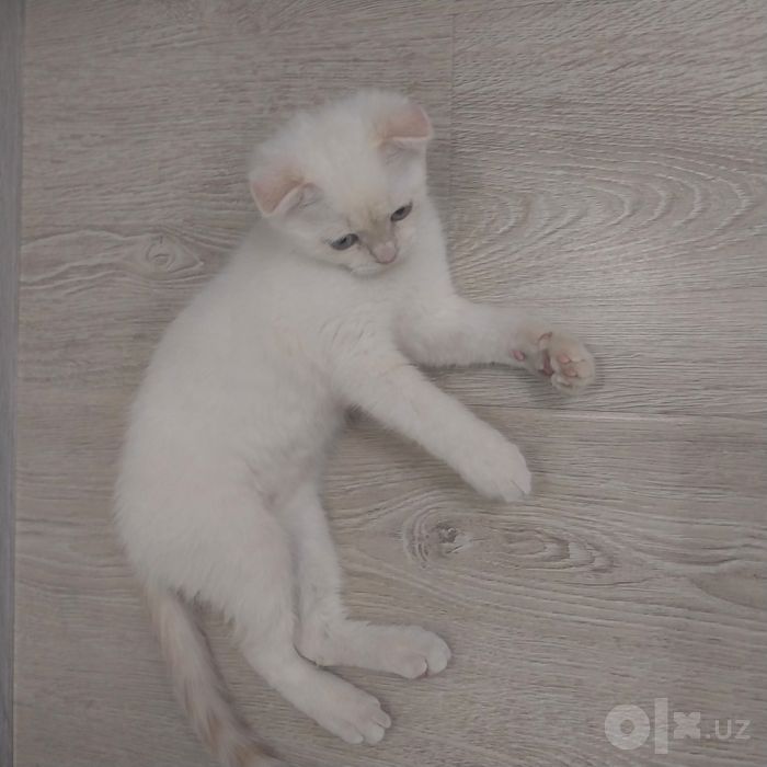 Mushuk sotiladi domashni 1mln yana kelishamjz