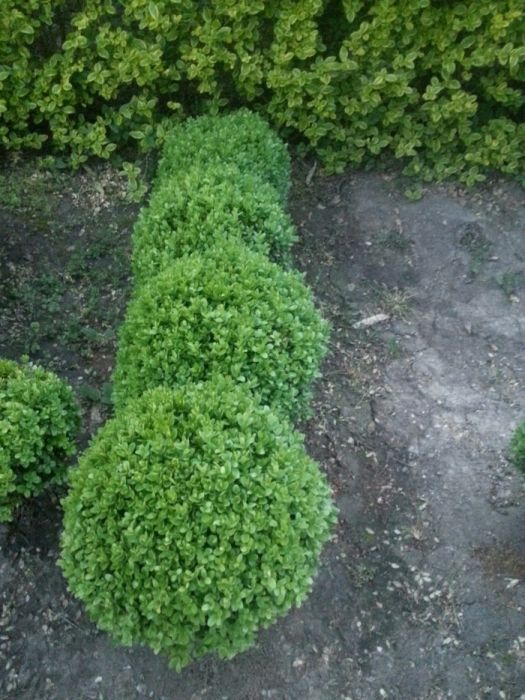 Чимшири  на 11 години добре оформени и гъсти топки!.Подходящо време!