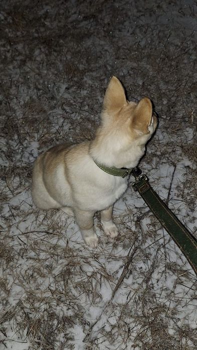 Ищем дом для девочки