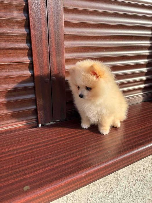 Мини померан захранен с качествена гранула на 4месеца