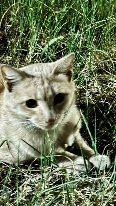 Кремовый котик ищет дом.