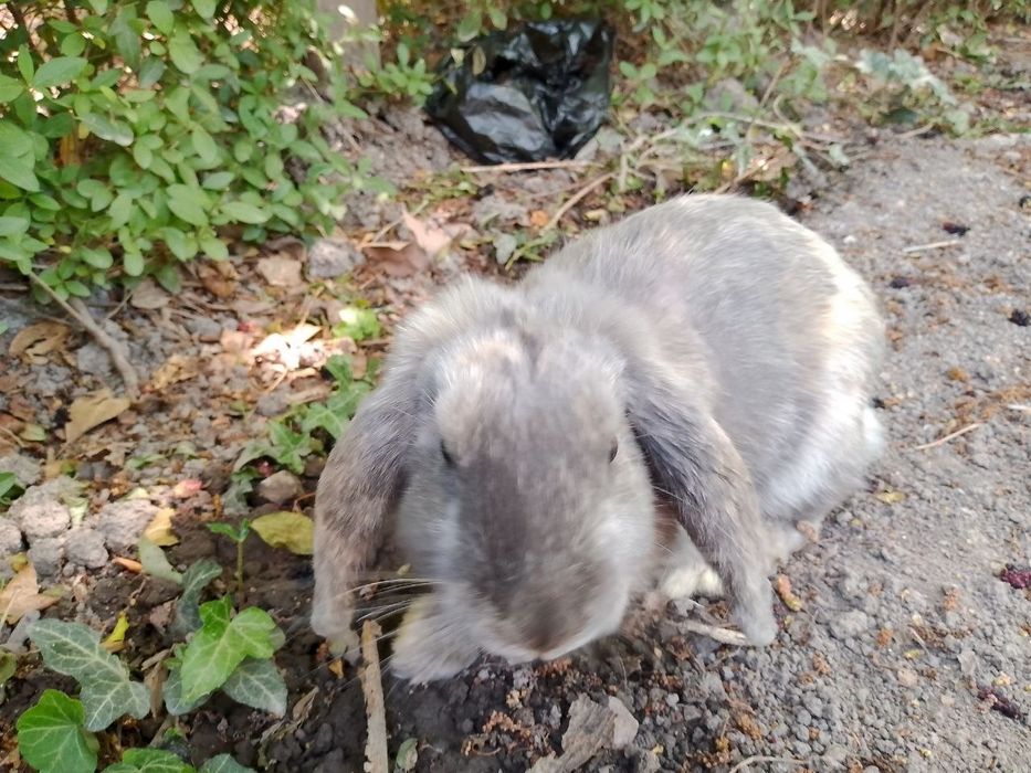 Декоративный кролик