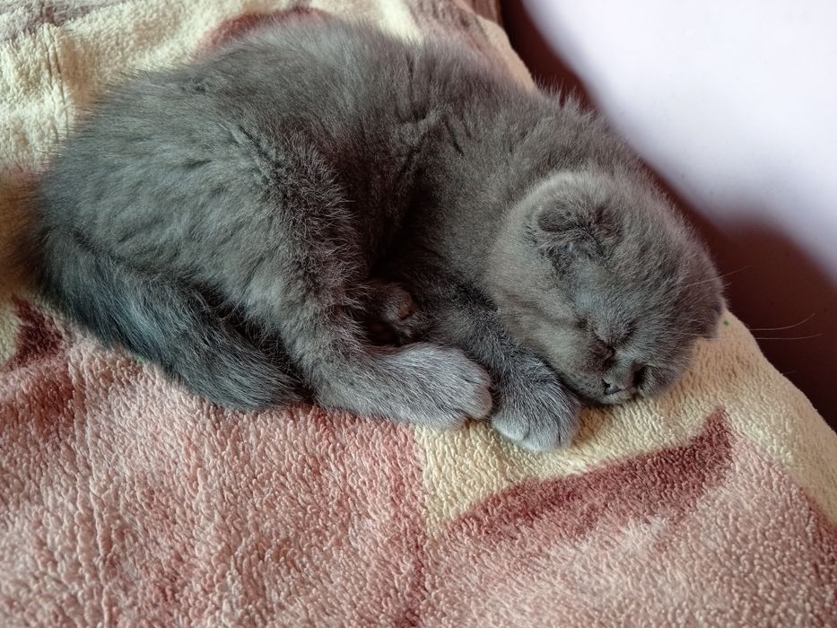 Срочно продам скотиш фолда