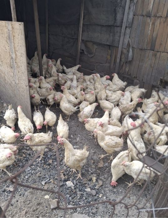 Продам куриц Несушки