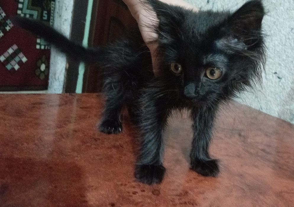 Mushik toza tekin sotiladi