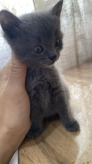 отдам котят даром в добрые руки