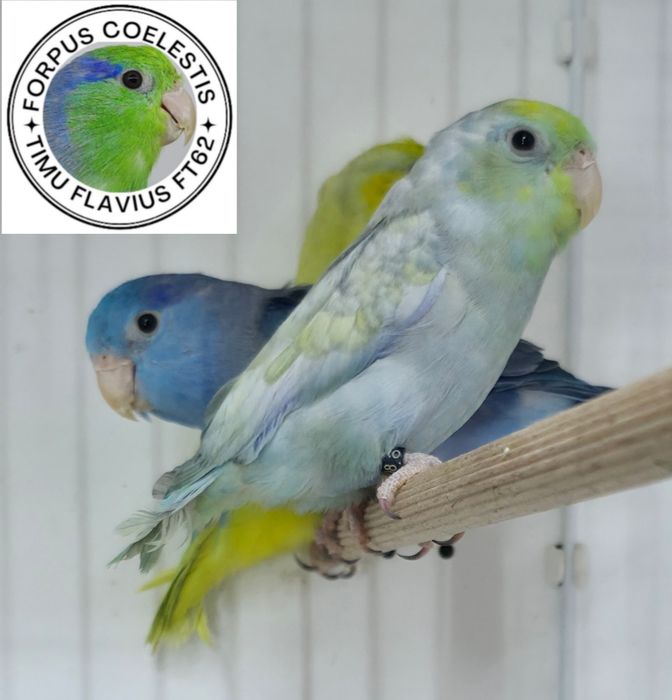Forpus coelestis