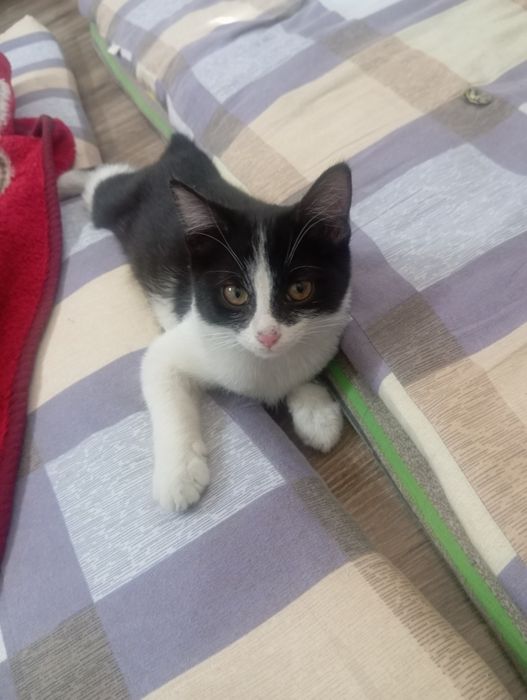 Отдам котенка девочку шуструю,красивую