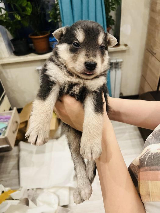 Щенок, девочка, помесь