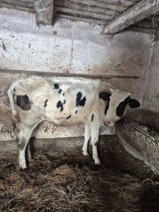 Vând două vitele Holstein