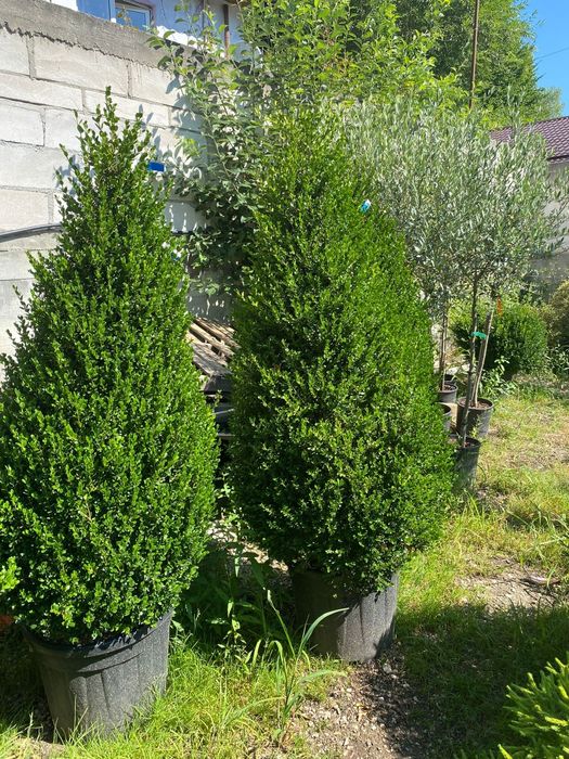 Pon pon spirala gold rider plante ornamentale