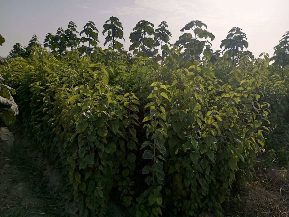 Тут кучатлари сотилади аригинал кучатлар  тутмаса бонус бор