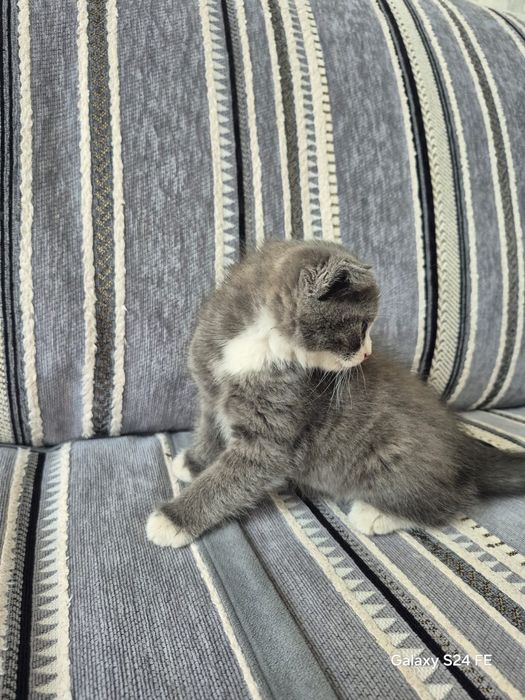 Продам котенка в добрые руки