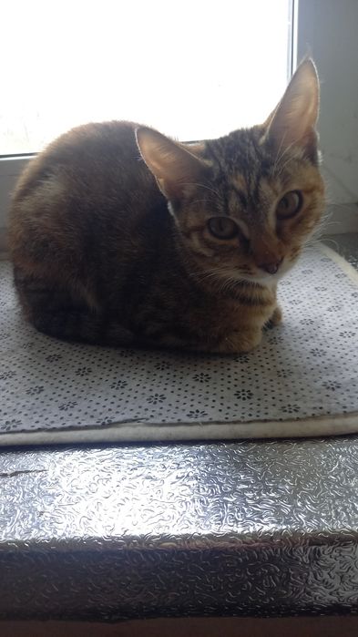 Отдам в добрые руки кошечку.