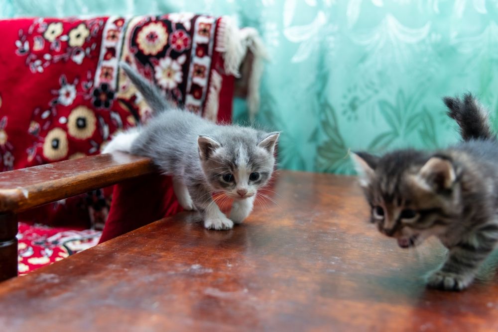 Отдам котят бесплатно в добрые руки