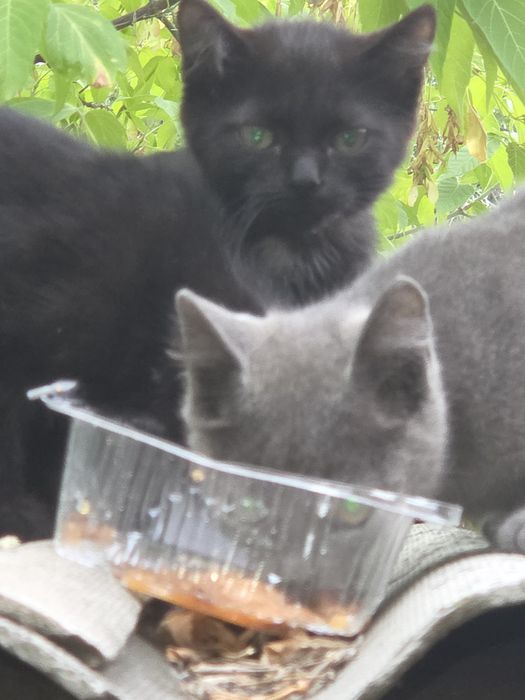 Отдам в добрые руки котят