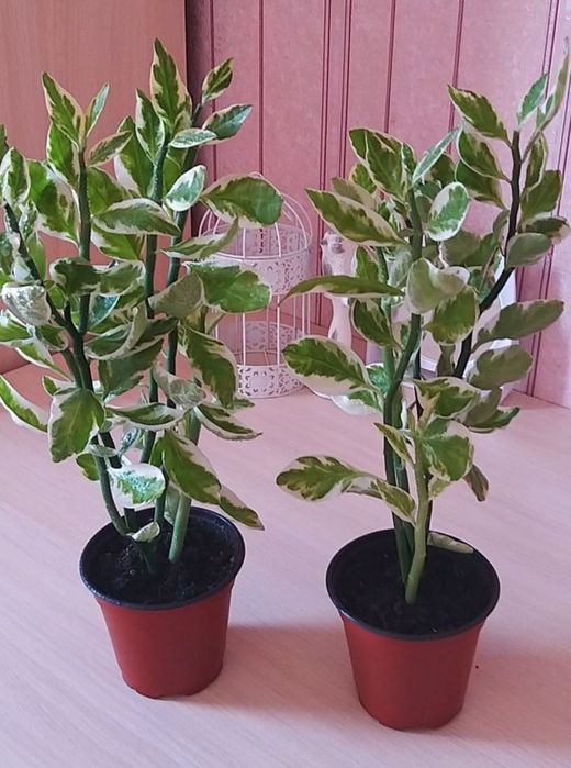 Комнатные цветы.Замиокулькас.