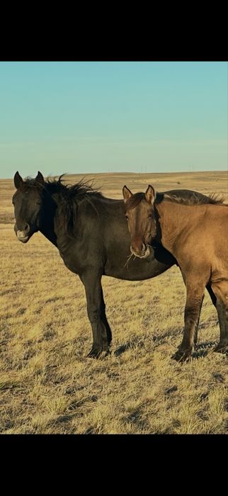 Мугалжар айгыр 24